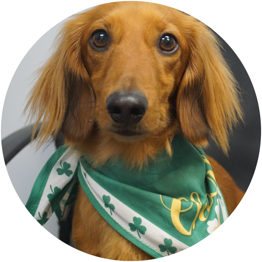 Alpheus, Pawject Manager at CG Roofing
