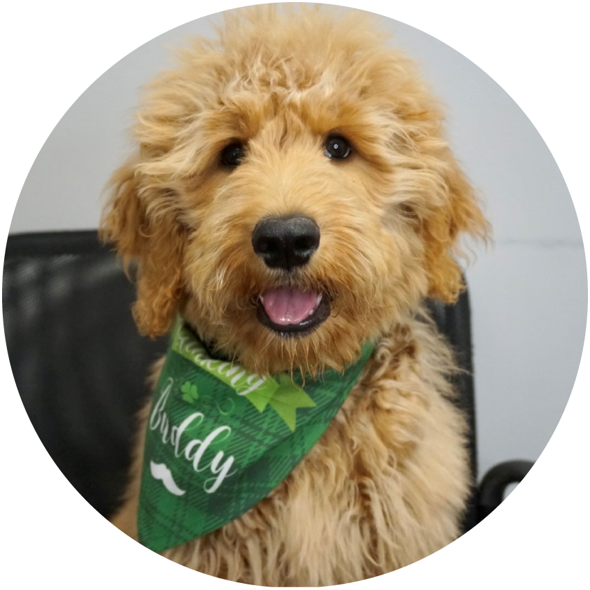 Oogie, Pawject Manager at CG Roofing